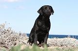 LABRADOR 562